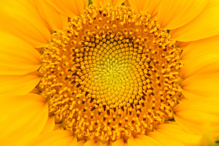 Real Me Circle in Greece